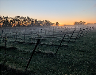 An elevated view over Ashlee’s vineyard in the spring. The fog is rising from the ground and the sun is rising in the background. The vineyard floor is full of life and grass.